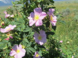 IMG_0020.JPG