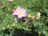 IMG_0018.JPG