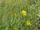 Balsam