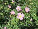 Wild flowers