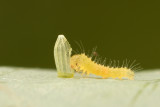 The caterpillar of a cabbage white butterfly (1,5mm)