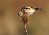 Putter; Carduelis carduelis; Eurasian Goldfinch