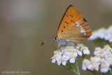 Scarce copper <BR>(Lycaena virgaureae)