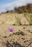 Dune pansy (Viola curtisii)
