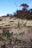 Dune pansy (Viola curtisii)