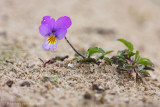 Dune pansy  (Viola curtisii)