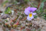 Dune pansy  (Viola curtisii)