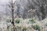 Cow parsley (Anthriscus sylvestris)
