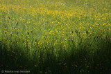 Meadow buttercup (Ranunculus acris)
