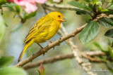 Sicale bouton-dor - Saffron Finch