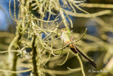 Porte-trane lesbie - Black-tailed Trainbearer