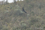 Condor des Andes - Andean Condor