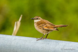 Cinclode du paramo - Stout-billed Cinclodes