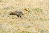 Ibis  face noire - Black-faced Ibis