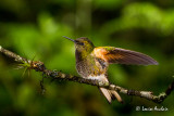 Colibri flavescent - Buff-tailed Coronet