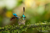 Sylphe à queue d'azur - Long-tail Sylph