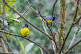 Tangara montagnard - Hooded Mountain-Tanager