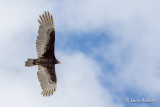 Urubu à tête rouge - Turkey vulture