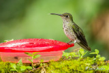 Colibri grivel - Many-spotted Hummingbird,