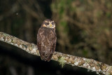 Chouette  collier - Band-bellied Owl