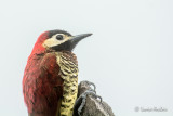 Pic de Rivoli - Crimson-mantled Woodpecker