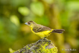 Tangara flamboyant femelle - Flame-rumped Tanager