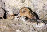 Guacharo des cavernes -Oilbird