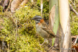 Bruant chingolo - Rufous-collared Sparrow