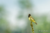 Sporophile  ventre jaune - Yellow-bellied Seedeater