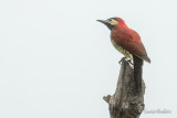 Pic de Rivoli - Crimson-mantled Woodpecker
