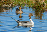 Canard pilet