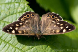 Nymphalidae-Satyrinae/Zandoogjes