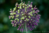 UnionFlowers/Uienbollen