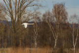 Le champ du cygne