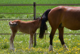 Des chevaux, une rencontre