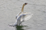 portraits de cygnes