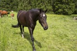 Des chevaux, une rencontre