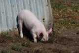 Une journée de cochon