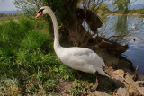 Le champ du cygne
