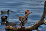 oiseaux du lac