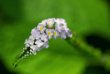 Le temps de fleurs
