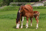 Des chevaux, une rencontre