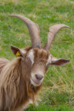 chevres