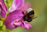 La macrophotographie.