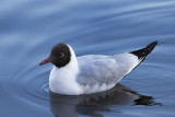 oiseaux du lac