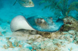 Stingray and Friend