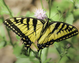 Tiger Swallowtail Butterfly