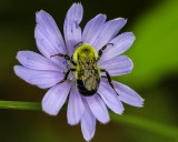 Bumblebee on Chicory
