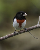 Rose Breasted Grosbeak