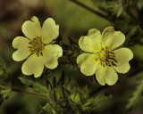 Evening Primrose